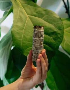 Natura Selection Aromas Y Difusores^Atado Salvia Blanca 139365-BEIG